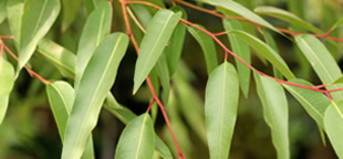 インフルエンザ対策や風邪予防に有効なユーカリオイルが抽出されるユーカリの木