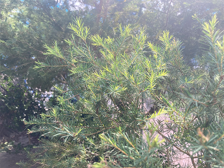 沖縄県産ティーツリーの葉です