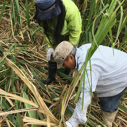 1本1本手で収穫するサトウキビ