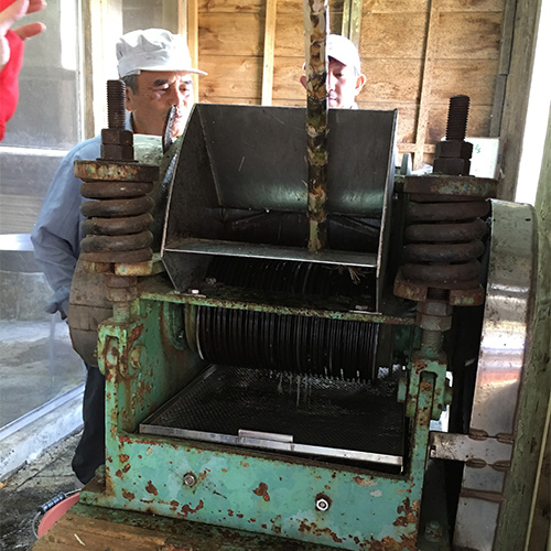 サトウキビを搾る様子です。